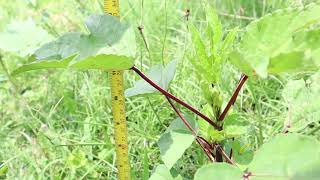 Growing Hibiscus Roselle from seed | 2 month update