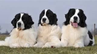 Landseer Newfoundland - large dog breed