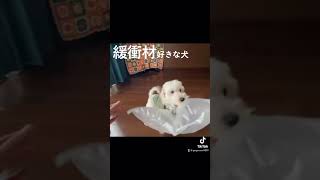 Amazonの緩衝材であそんじゃう犬【マルックス】#shorts