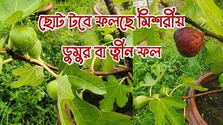 ছোট টবে ফলছে পাকা মিশরীয় ডুমুর বা ত্বীন ফল