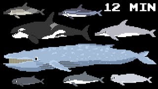 Cetacean Collection - Whales, Dolphins & Porpoises - Learn Animals - The Kids' Picture Show