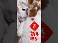 【k貓奴】點點和本丸和大家拜年啦 shots 貓 cat kitty