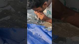 🕊️പറവയ്ക്ക് വേറെ വഴിയില്ലാ  Mouthfeeding #trendingshorts