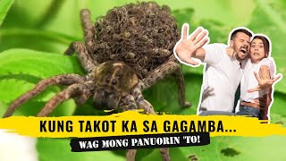 PAGPALO SA GAGAMBA, MAY BUMULAGANG DI INAKALA!