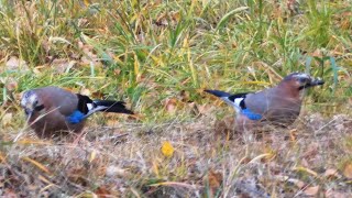 Eurasian jay (Garrulus glandarius)