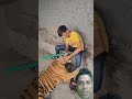 #funny #tigee #tiger #lion