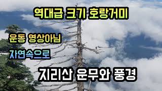 역대급 크기 괴물 무당거미 괴롭히기 / 가을하늘과 운무 / 달리기 영상 아닙니다.