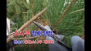 소나무 정지전정 이야기 둥근소나무 반송정지전정에 대하여 현장실무전문가의 시각에서 자세하게 설명해드리는 시간 제2회째 입니다