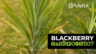 ബ്ലാക്ക്ബെറി ലില്ലി ചെടി | Blackberry Lily Plant Care \u0026 Growing Tips