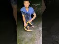 江蘇的鱔魚晚上都不在家，又花500塊來抓一次到底值不值？ 熱門 viralvideo 捕魚