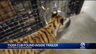 tiger cub at ABQ BioPark after being found inside trailer during shooting investigation