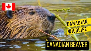 The Canadian Beaver: Nature's Engineer