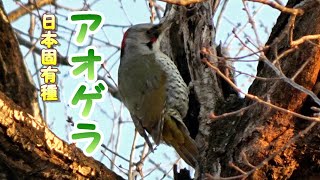 日本固有種 緑のキツツキ アオゲラ 人気の野鳥 かわいい Japanese green woodpecker 野鳥観察 採餌 ドラミング