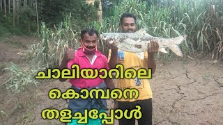 ചാലിയാറിൽ നിന്നും പിടിച്ച Big രോഹു#Big carp fishing#Carp fishing