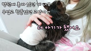 중성화 수술 후 심한 껌딱지가 된 고양이 언니가 미안해ㅠ