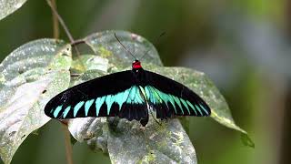 Discovering the Enchanting Beauty of the Rajah Brooke Butterfly: A Jewel of Southeast