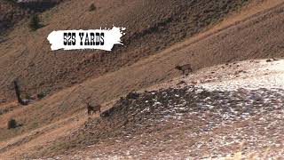 Huskemaw optics at 525 yards from best of the west