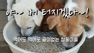 [101]엄마 젖 떼기 시작한 삼둥이들..먹어도 먹어도 배가 고픈가봐요..