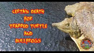 Certain Death - Turtle Rescue - Softshell Turtle