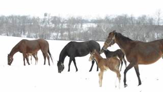 Claiborne Farm