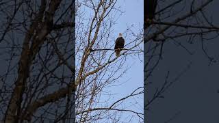 흰머리 독수리의 위용  majesty of the bald eagle!!     I ❤️ wildlife Vancouver Canada 🇨🇦