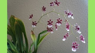 蘭花 - 巧克力文心蘭 | Oncidium Sherry Baby | 蘭花種植