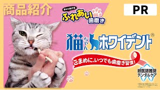 【PR商品紹介】🐱キャティーマン　猫ちゃんホワイデント