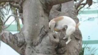 Guizmo my cuban dog climbing a tree.