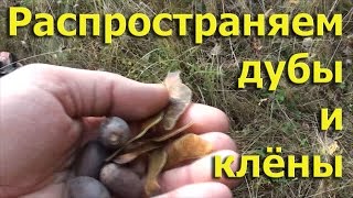 Распространяем дубы и клёны