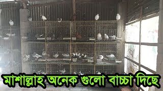 মাশাল্লাহ  কবুতর অনেক গুলো বাচ্চা হয়েছে  || কবুতর পালন  বাংলাদেশ || BD Farm Vlog