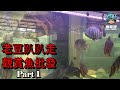 【魚老豆】老豆趴趴走單元 : 觀賞魚批發 (Part 1)