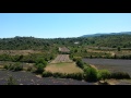 Champs de lavande du plateau des Claparèdes, au pied du Luberon