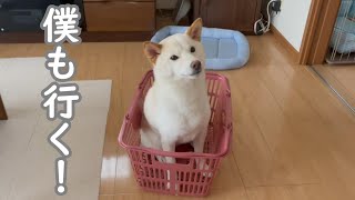 買い物に一緒に行きたいと何故かカゴの中で待っていた柴犬が可愛すぎた(笑)