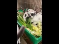 【池田動物園公式】ウサギたちのごちそうタイム！！