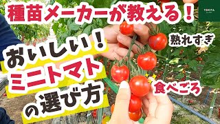 【家庭菜園】食べごろのミニトマトは「触感」と「色」で選ぶ！【種苗メーカー直伝】