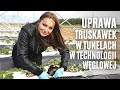 Uprawa truskawek w tunelach w technologii węglowej