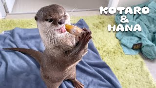 魚食べてたカワウソの様子がおかしい・・　The Agony of an Otter When Eating All of a Fish