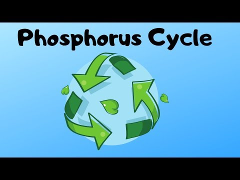 What is the first step of phosphorus cycle?