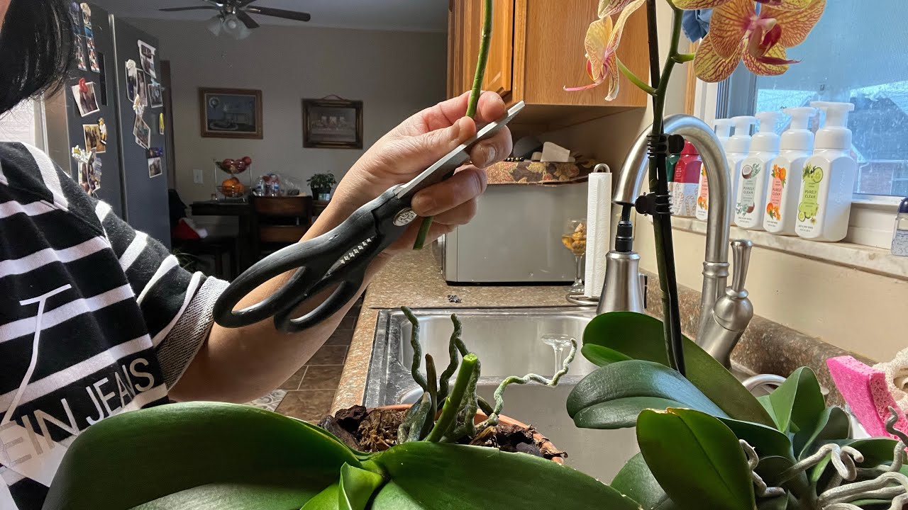 Cutting Spike Of Orchids After Blooming #shorts - YouTube