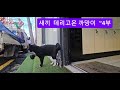 새끼 데리고온 까망이 ~4부