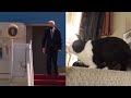 rabbit falling vs joe biden falling