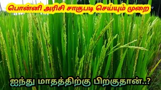 பொன்னி நெல் விவசாயம் நாம் எப்படி செய்கிறோம்