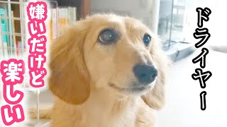 愛犬　ドライヤー嫌いだけど飼い主の秘策で楽しくなっちゃったダックスフンド