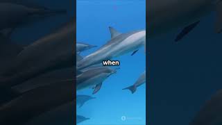 Facts about dolphins  #animals