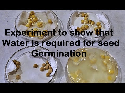 How does the amount of water affect seed germination?