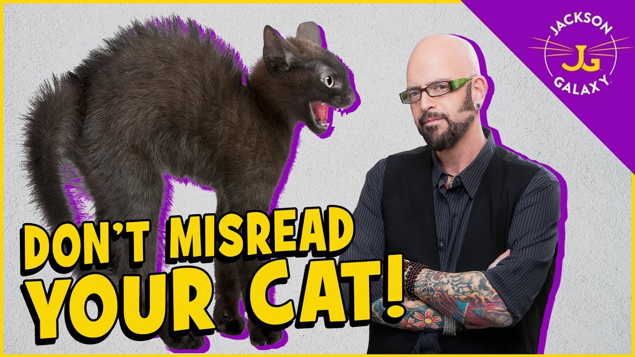 Cat Body Language 101 Housepetscare