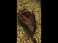 crayfish mating