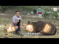 【on.cc東網】東網評論：慘牛除箍重獲新生 東方愛心又勝一仗