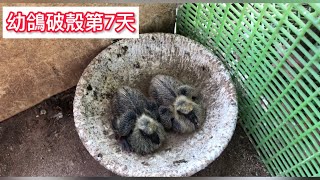 養鴿日常-幼鴿破殼第7天(掛腳環與餵營養品教學)｜幼鴿成長紀錄｜賽鴿｜鴿子｜はと ｜Pigeon                       #賽鴿#鴿子#はと#pigeon#pigeons