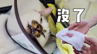 [CC SUB] The cat woke up to find that the giant egg was cut in pain.